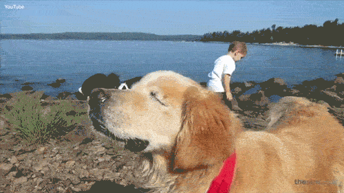 Featured image of post Golden Retriever Wagging Tail Gif
