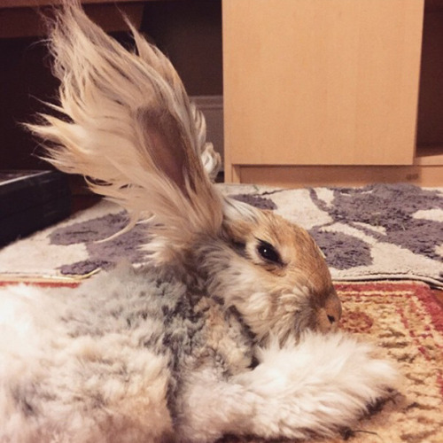 flygex-eatin-on-softies:  thehappysorceress:  archiemcphee:  Meet Wally, an English Angora rabbit with the most awesomely fluffy pair of ears we’ve ever seen. Wally lives in Massachusetts with his human friend Molly. He’ll be one-year-old next