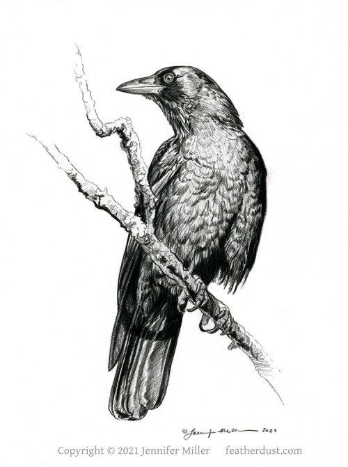 CROW NOVEMBERCROWVEMBERI drew these with black colored pencil on bristol paper, I love crows