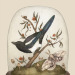 jessicaroux:One for Sorrow, a new personal piece. 