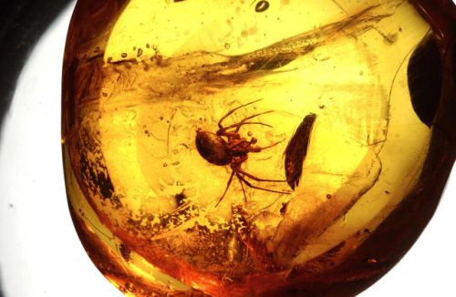 sixpenceee:This is a 20 million year-old spider, caught in Dominican amber while unweaving spider si