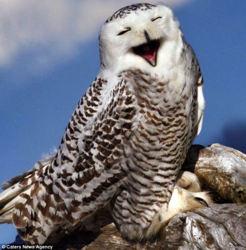 XXX end0skeletal:  Happy Owls!  photo