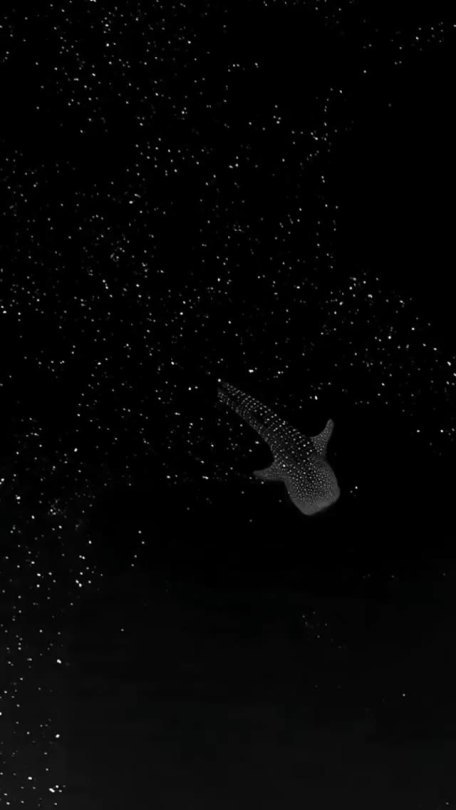 princess-of-purple-prose:friendly-neighborhood-patriarch:debelice:Whale Shark Gliding Through Bioluminiscent Algae _ Mike NultySPACE SHARK[ID: A silent black and white video showing a whale shark swimming through black water studded with small dots of