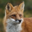 foxboybugs