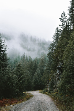 morgan-phillips:Forest Road - Morgan Phillips