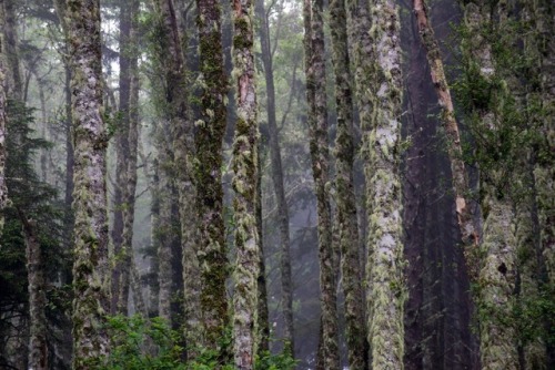 russell-tomlin:Forest with Fog at Perpetua