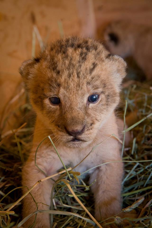 zooborns:  Oregon Zoo’s Lion Pride Grows  Neka, a 6-year-old African lion at the