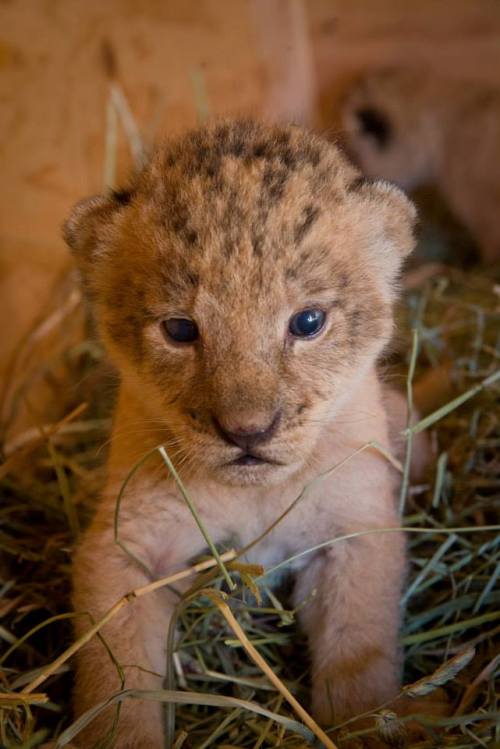 zooborns:  Oregon Zoo’s Lion Pride Grows  Neka, a 6-year-old African lion at the Oregon Zoo, gave birth to three healthy cubs on September 7. Veterinarians conducted their first examination of the 12-day-old cubs, and found that all three cubs are girls!