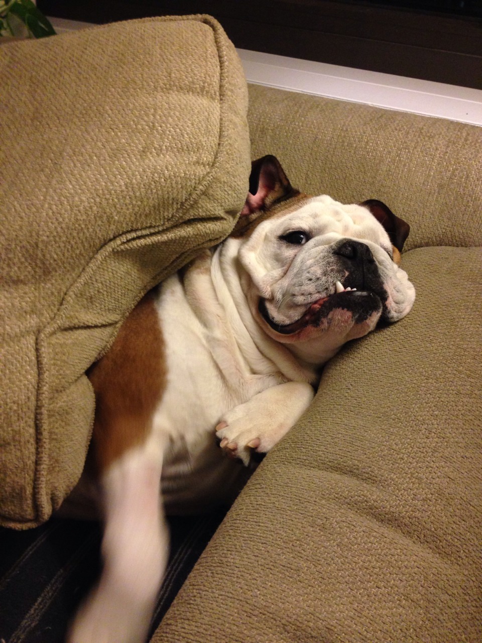 English Bulldog Love