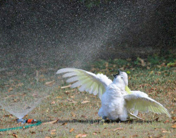 Psyducked:  This Bird Knows Pure Bliss That I Could Only Dream Of Knowing 