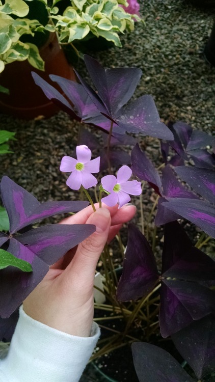 11/17/16: Oxalis triangularis, or, “Purple Oxalis”/”Purple Shamrock”: A flowering plant species nati