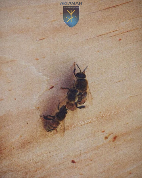 It&rsquo;s that time of the year. Drones (the only male bees in a hive) have served their sole p