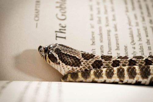 For those of you that didn’t know, Pretzel is quite the bookworm&hellip; Happy World 