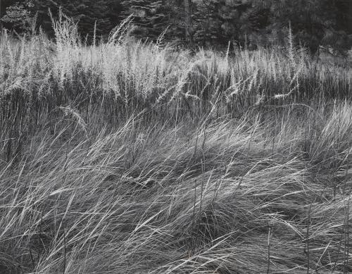 whateverisrealised: Ansel Adams - Grass Meadow, Late Evening, Yosemite Valley (1938)