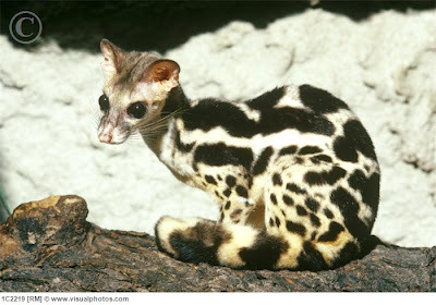deermary:The Banded Linsang (Prionodon linsang), or “tiger-civet”, is a carnivorous aboreal mammal a