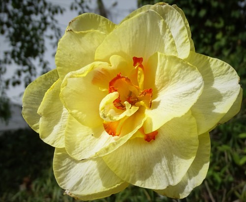 forsythiahill: Bright and happy large Daffodil boasting layers of double yellow petals folding into 