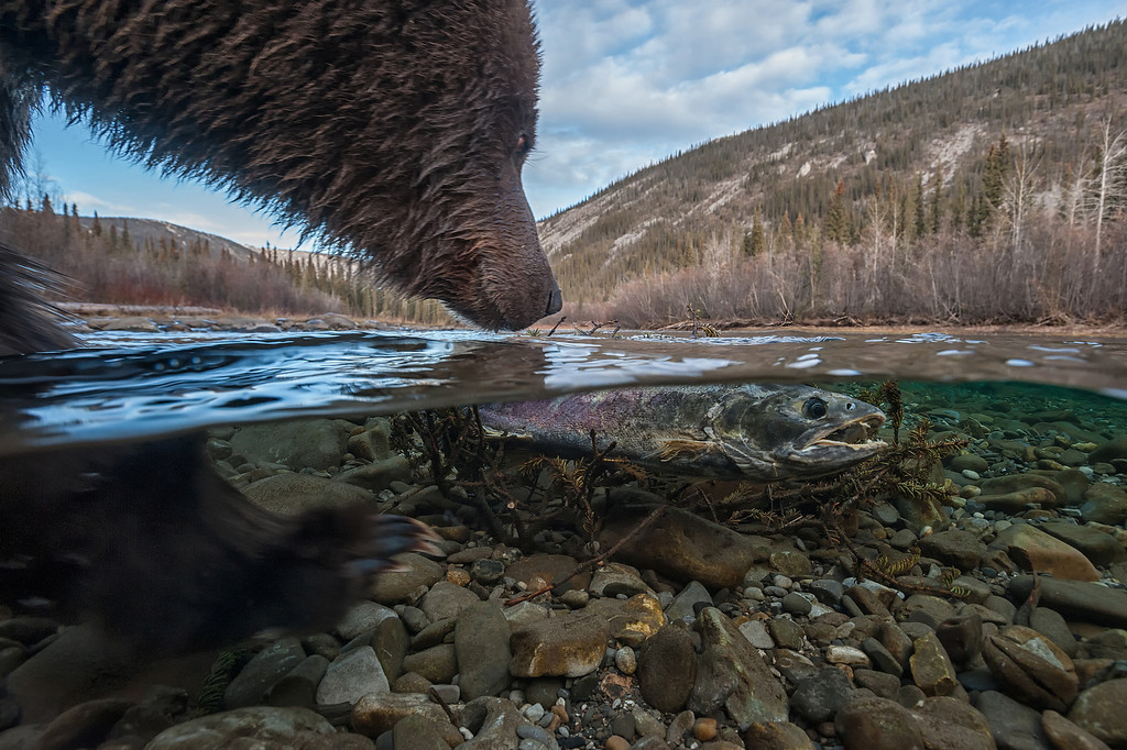 awkwardsituationist:  photos* by peter mather in ni’iinlii’njik territorial park,