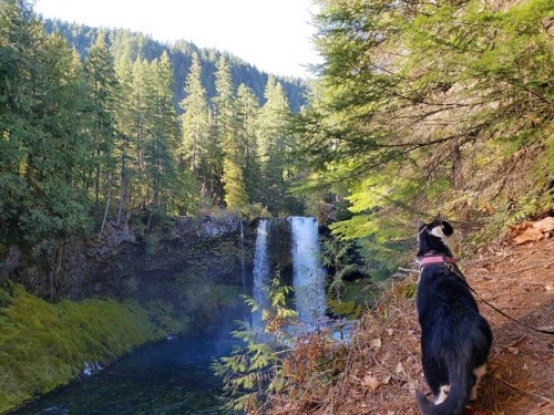 ⛰Last weekend #AstroAbby made it to #KoosahFalls. It was Abby&rsquo;s 1st time here and her second t