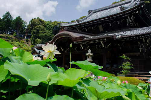 京都フリー写真素材 Photographix