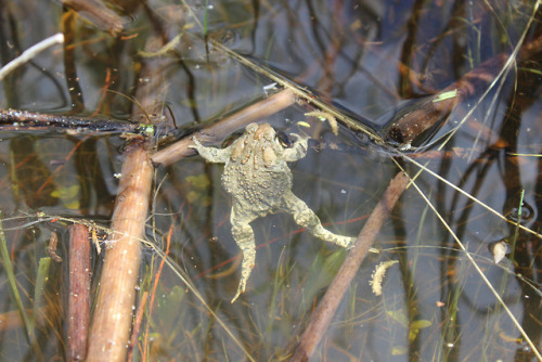 toadschooled:These Wyoming toads [Bufo baxteri] were just released into the wild after being bred an