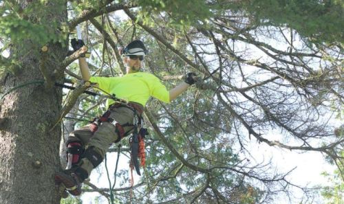 Tree Service Professionals