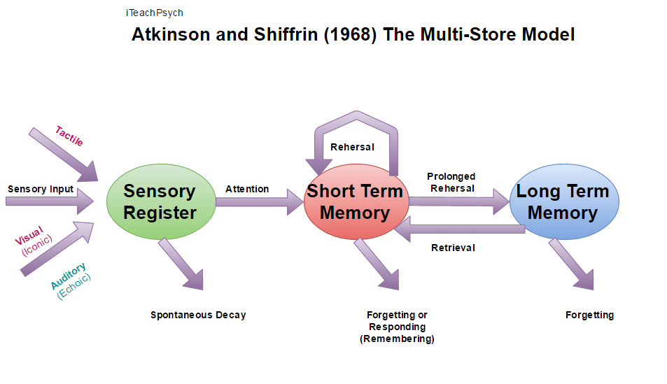 Terminal works. Multi-Store model of Memory. Multi-Store model of Memory на русском. Multi Store model. Модель SSDL.