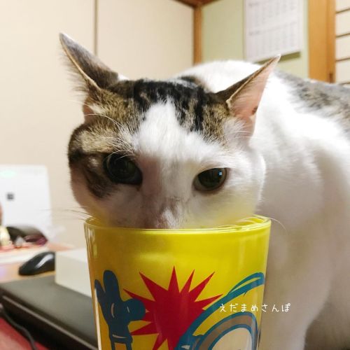 ニンゲンのコップで飲む水はうめぇ。 . . . #cat #catstagram #catsofinstagram #ilovemycats #picneko #ねこ #猫との暮らし #にゃんすたぐら