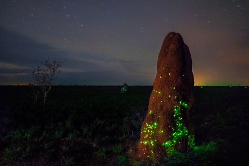 BioluminescenceBioluminescence is the production and emission of light by a living organism. It is a