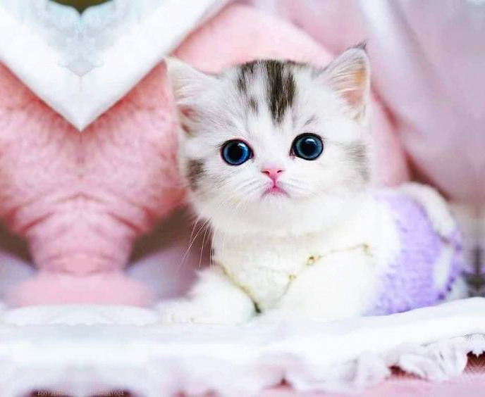 ♡ JV ♡ on Twitter  Funny cute cats, Cute cats, Cute baby cats