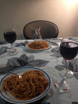 catsbeaversandducks:  10 Cats That Are Very Disappointed With Valentine’s Day Dinner&ldquo;But… But I thought we’re gonna have lasagna…&rdquo;All photos via Reddit: 1 - 2 - 3 - 4 - 5 - 6 - 7 - 8 - 9 - 10