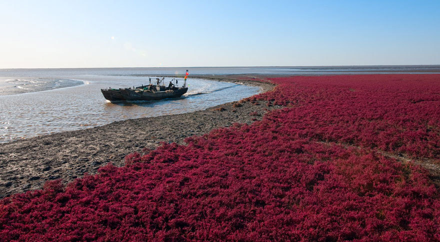 sixpenceee:Red Beach in Panjin, ChinaPanjin Red Beach in China is not covered in