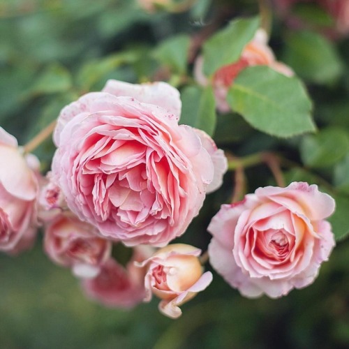 florealegiardini: Roses ~ my_roses_garden