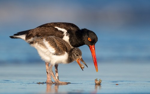 “American Oystercatcher,”by James Wilcox Bird Photographer of the Year competition