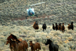 equine-awareness:  Save a Life, Adopt a Mustang!Every