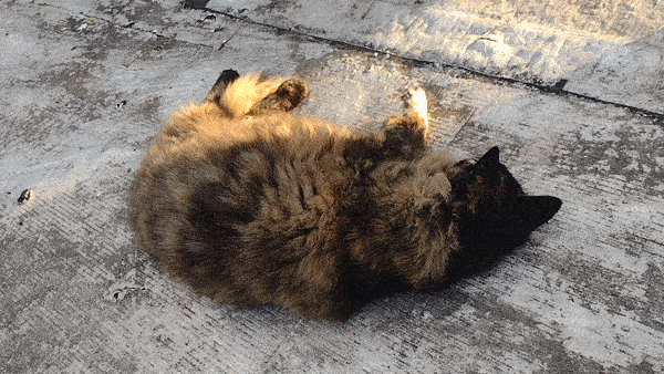 rondafeliz:my cat being crazy