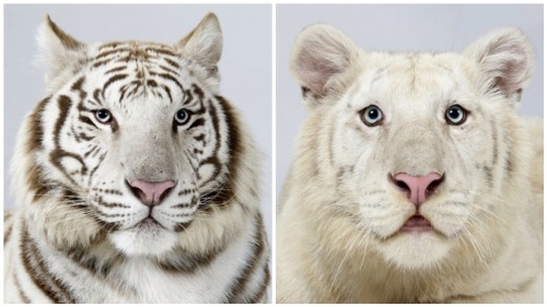 vmagazine:  Dr Bhagavan Antle of The Institute of Greatly Endangered and Rare Species (T.I.G.E.R.S), photographs 4 varieties of Bengal tigers 