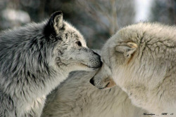 wolveswolves:  By Michael Burdic 