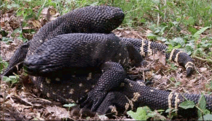 hootbird:chalkandwater:Life in Cold Blood - Dragons of the Dry (2008)shingleback!!!