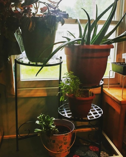 My super awesome new plant stand! From top to bottom: Pan-American friendship plant, aloe, sweet mar