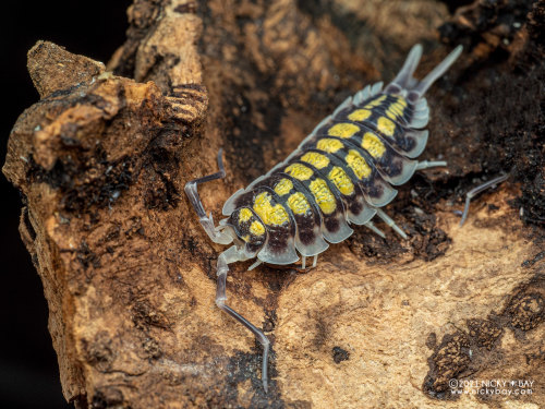 onenicebugperday: Isopod Portraits by Nicky Bay // Website // FacebookPhotos shared with permission;