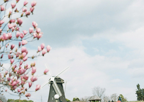 お久しぶりの鶴見緑地公園  風車前のチューリップは、咲いてなかったけど いい気分転換になったね。 スマホからだと投稿の際の写真が選べない(;‘∀’) なんで？！