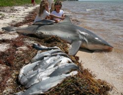 sssn-neptune-vasilias:  trynottodrown:  sharkhugger:  Oh, Floriduh!Apparently it’s the thing now for fishermen in florida to target pregnant bull sharks so that they can catch the biggest ones for weight records in some macabre dick measuring contest.And