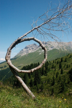 tresubresdobles:  Este árbol superó la depresión.