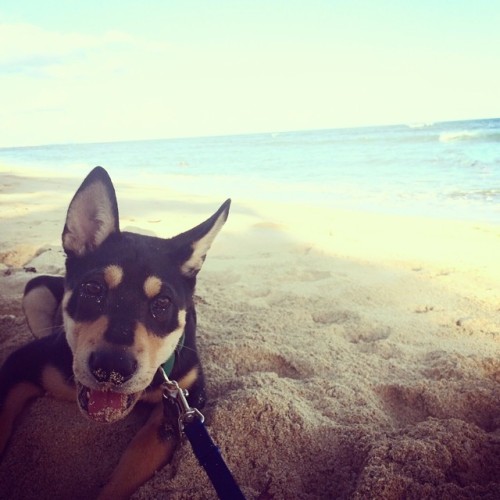 Sputnik #puppies #girls #camping #germanshepherdhusky #dog #beach #ocean #puppy