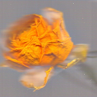 blossomrosie