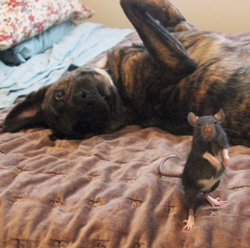 killapunk:  catsbeaversandducks:  Osiris and Riff Ratt  Osiris is a 3-year-old Dutch Shepherd mix. Riff Ratt is a 3-month-old fancy rat. They live in Chicago and they’re BFFs.  Photos by ©Osiris   Riff Ratt  I am LOVING that “he licked back!?!?”