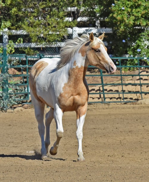 scarlettjane22:     SHR QTSpots A Diamond aka Autumn  Secret Hills Ranch