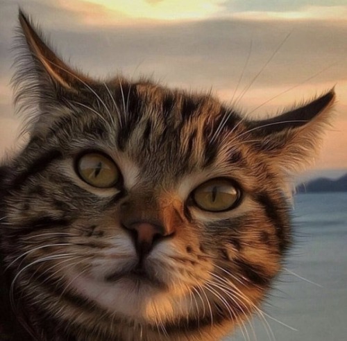 aww-so-pretty:  the aesthetic cat
