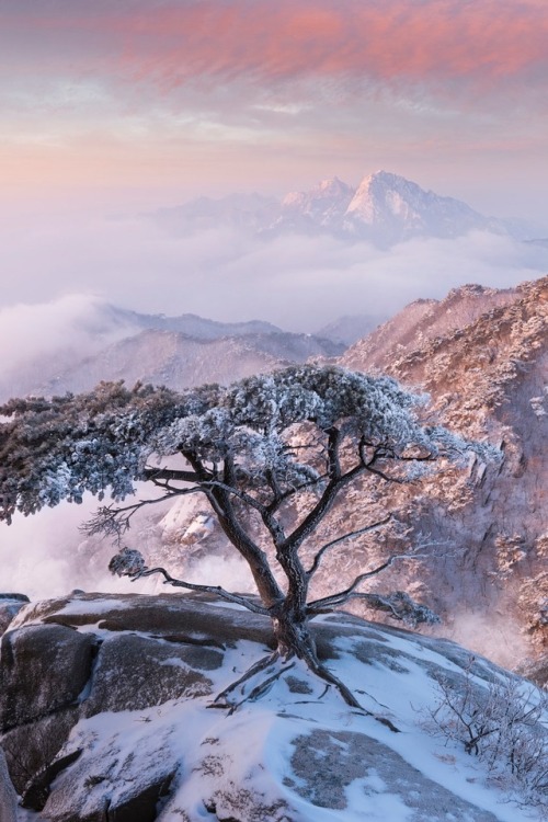 Pine Tree of Dobongsanby jae youn Ryu