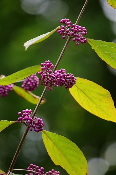 American Beautyberry / Amerikanische Schönfrucht (Callicarpa americana)